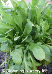 Valeriana phu 'Aurea'